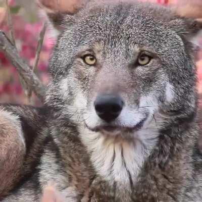 Majestic red wolf