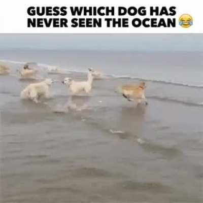 Dog Goes Nuts Over Ocean