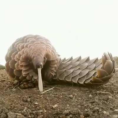 This is what a Pangolin's tongue looks like