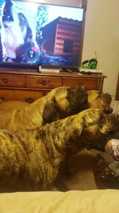 Mastiff trio. We lost our boy, Biggie (Bullmastiff in the back closest to dresser), in June of this year. I miss his awoos everyday!