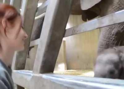 Baby elephant enjoys some attention