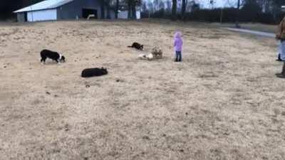 These good boys showing their herding as a team abilities