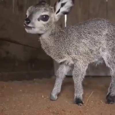 This recently-born antelope in florida looks like a koala and deer had baby