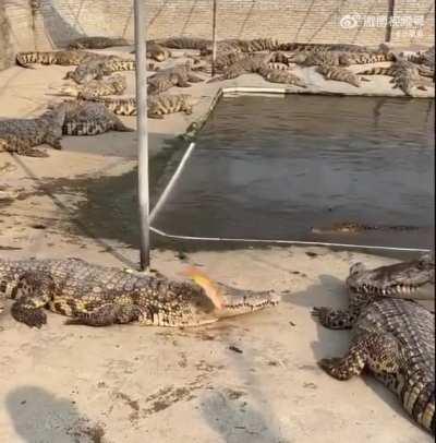 To eat a koi fish