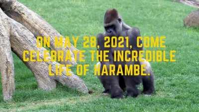 Its been 5 years since Harambe passed 😔😔😔