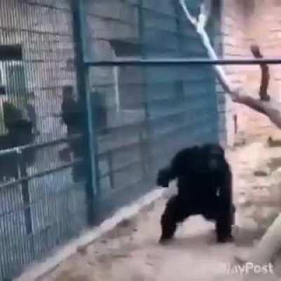 Harambe 2.0 got some new tricks