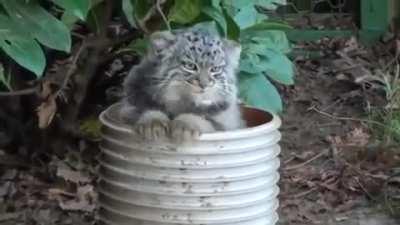 5 Month Old Pallas Cat Kittens