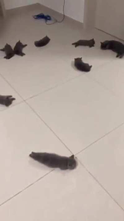 Kittens on heated flooring