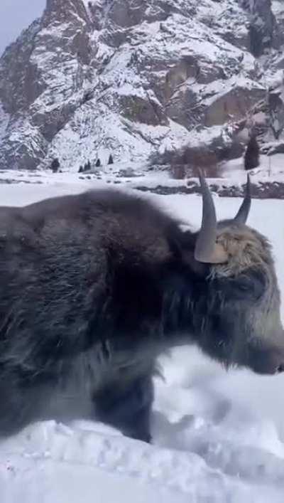 A snow cow or a yak whatever