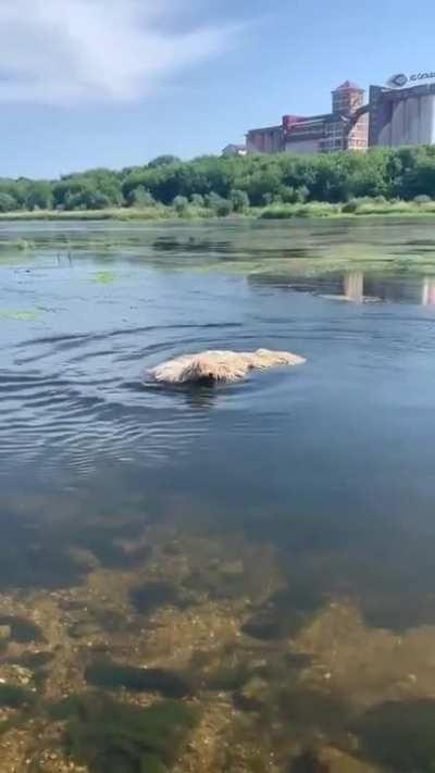 A rare sighting of an aquatic mop monster