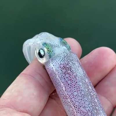 this squid’s chromatophores are hypnotic