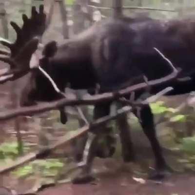 A hiker hides behind a tree as a moose approaches