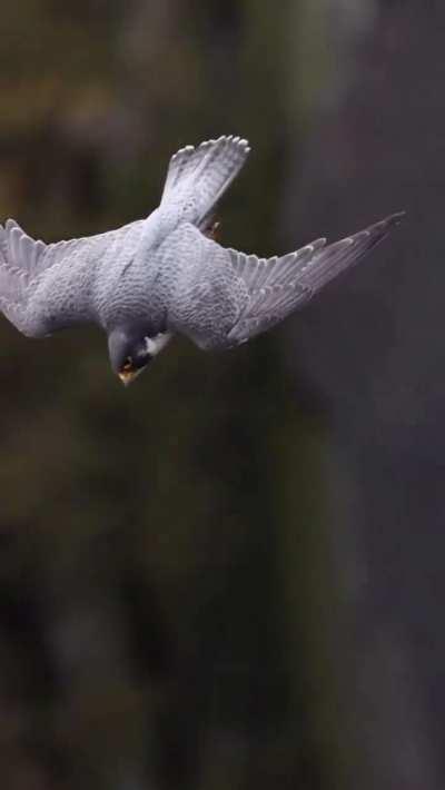 🔥 Male Peregrine Falcon takeoff.