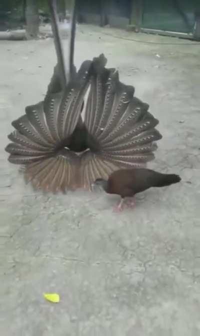 Mating dance of the Argus pheasant