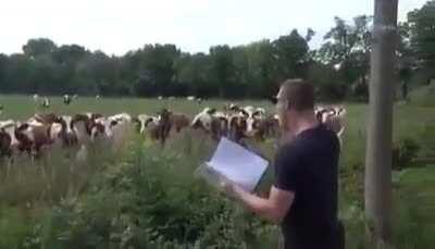 Motivational speech delivered to cows.