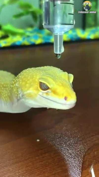 Waterproof gecko!