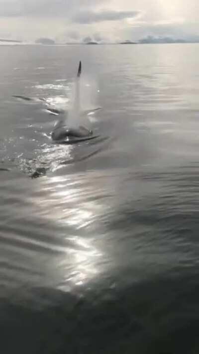 Killer whale enjoys fishermen’s salmon.