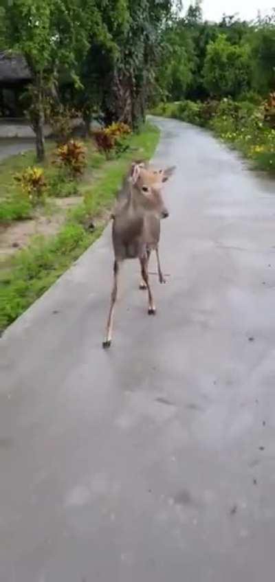 🔥 Just a monkey riding a deer