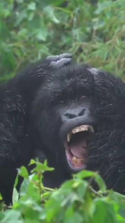 Looks like the Silverback isn't enjoying the rain