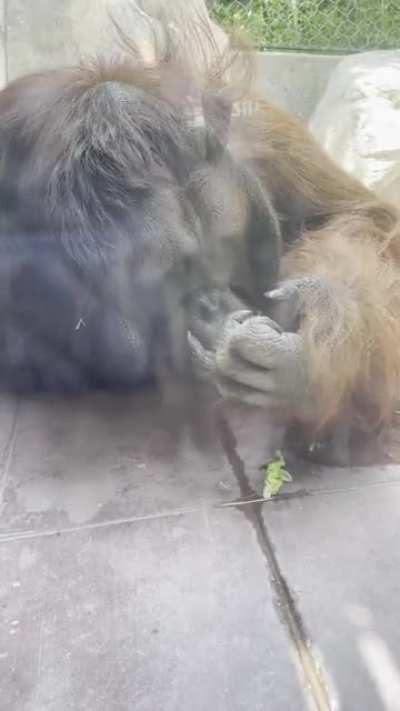 Orangutan picking his nose