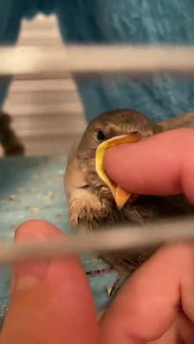 Caretaker mauled by baby bird (lost several fingers)