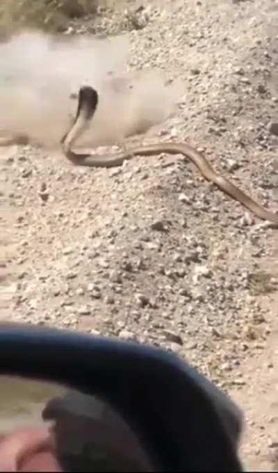 WCGW shooting a snake