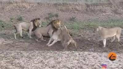 Pack of lions fighting over a share of a buffalo, while the buffalo just gets up and casually walks away