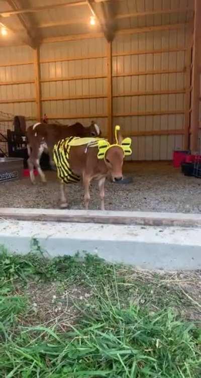 This little bee is ready for Halloween 🐝