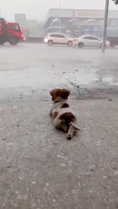 This little guy loves to sit out and watch the rain in peace