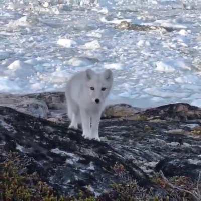 A young arctic fox approaches an awestruck photographer in Greenland