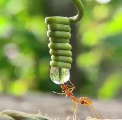 Thirsty Ant