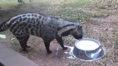 🔥 Civet: milk should be eaten!