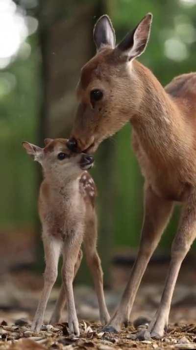 deer mom and fawn moments