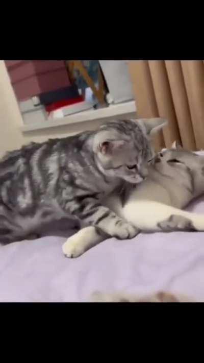 Cats in love (cats)