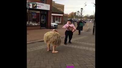 Bandoneonist, Ostrich Windy Wrath Tamer