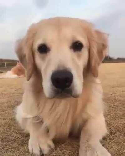 Golden Eyebleach