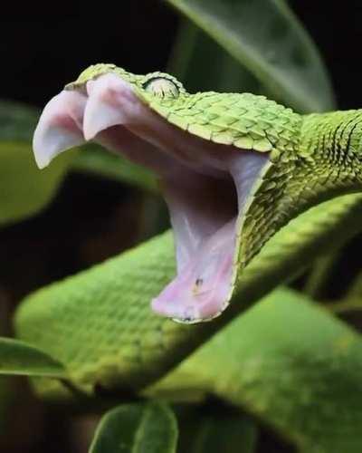 🔥 western bush viper