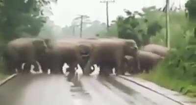 An elder Elephant waits at the end and thanks the car driver for letting them go!