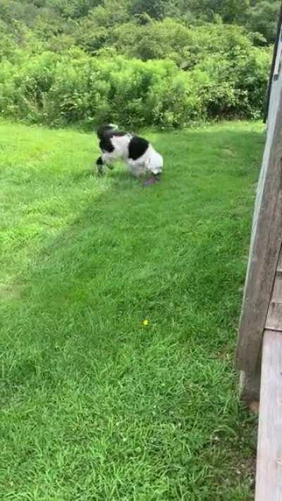 We had to say goodbye to little Hanky boy today. In honor of him, here are maybe his best zoomies ever.