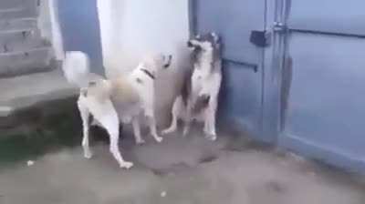 Mom dog scolds dad dog for scaring her children.