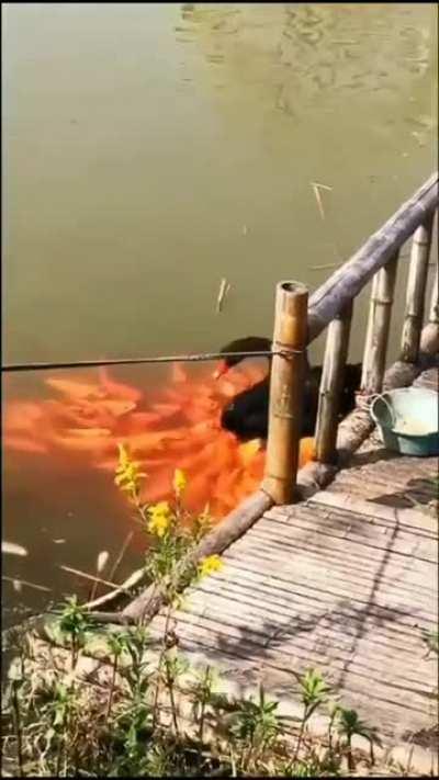 🔥 Black swan surrounded by orange fishes making it look like different colour feathers of his body in river.