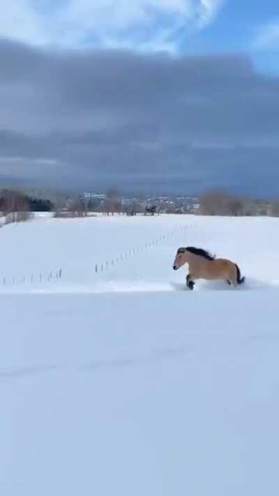 🔥 Norwegian dole horse