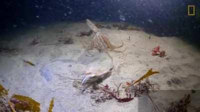 While a red octopus pursues a swimmer crab on the seafloor off the coast of California, an unexpected visitor interlopes