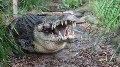 Saltwater Crocodile eating a pigs head
