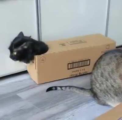 Box cat!