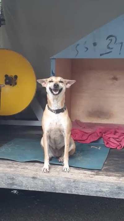 My brother's Thai rescue dog has the biggest grin :)