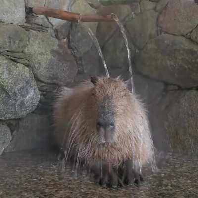 Capybara taking a hot water spa..