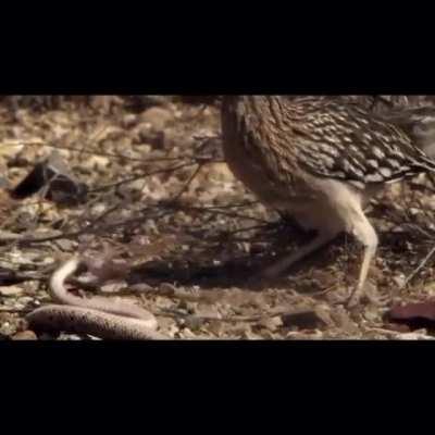 🔥 The greater roadrunner (Geococcyx californianus) smashes the rattlesnake's head on rocks and swallows it whole.