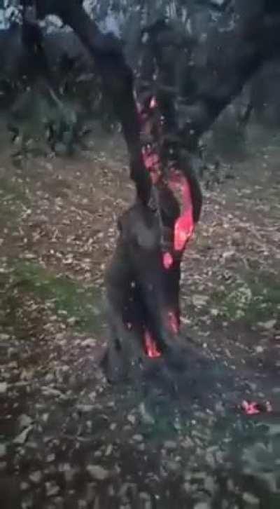 Lightning struck an olive tree