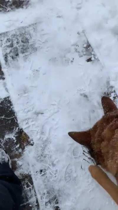 This is an older vid, but whenever I’m out shoveling snow she feels left out and tries to help.